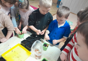 Dzieci zakładają zielony ogródek w sali