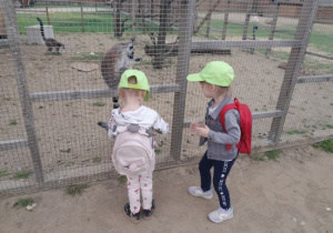 Dzieci karmią zwierzęta.