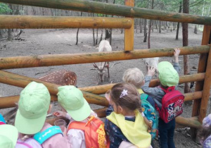 Dzieci karmią zwierzęta.