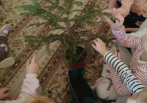 Dzieci poznają gatunki drzew rosnące w lesie.